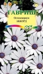 Остеоспермум Аккорд белый (Гавриш)