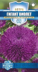 Астра Гигант виолет "Русский богатырь" (Гавриш)