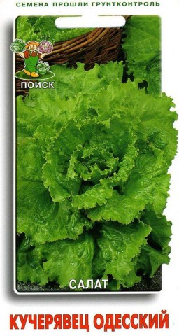 Салат Кучерявец Одесский полукочанный (Поиск) Салат Кучерявец Одесский полукочанный (Поиск)